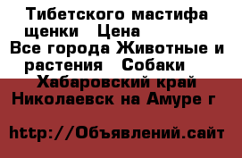  Тибетского мастифа щенки › Цена ­ 10 000 - Все города Животные и растения » Собаки   . Хабаровский край,Николаевск-на-Амуре г.